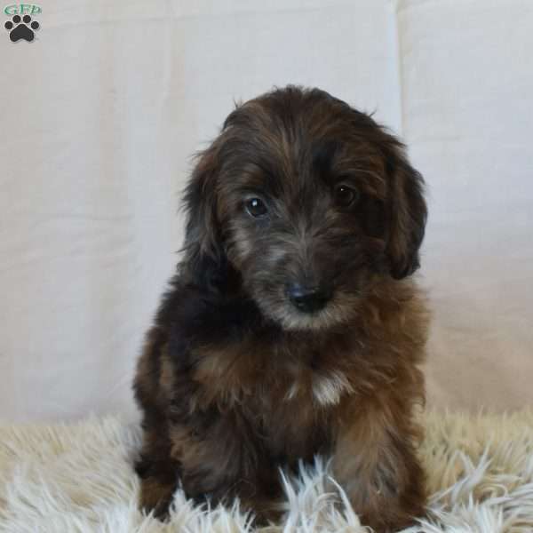 Bubbles, Mini Goldendoodle Puppy